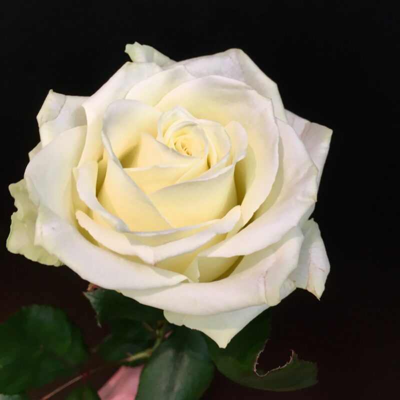 Ruusu valkoinen